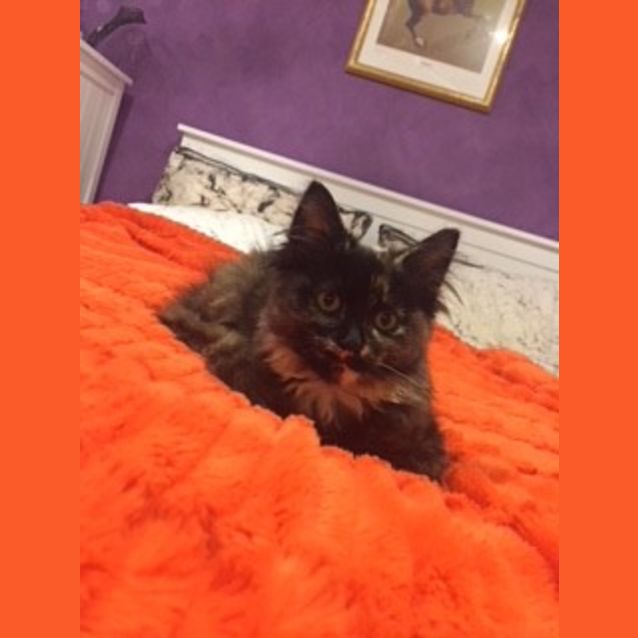 Photo of Tori The Fluffy Tortie Princess Kitten!