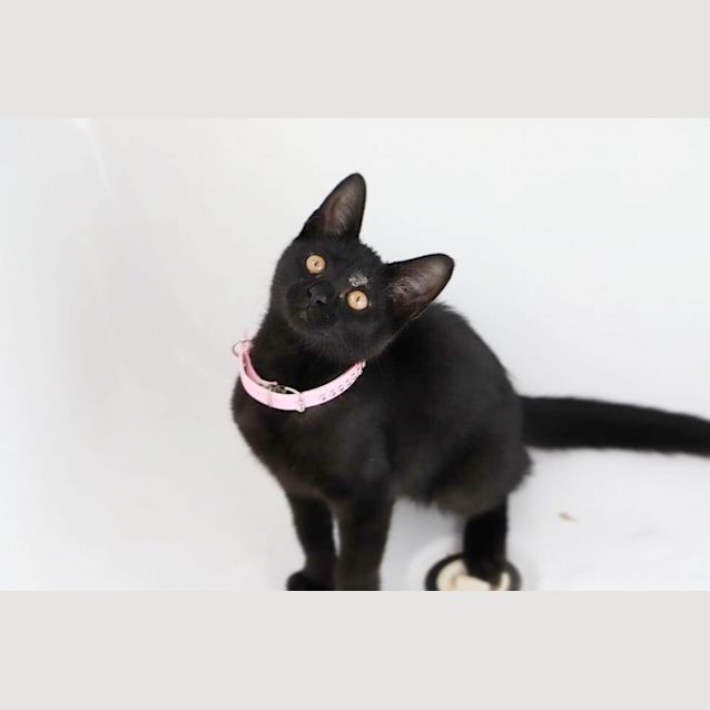 Photo of Remi The Black Beauty 