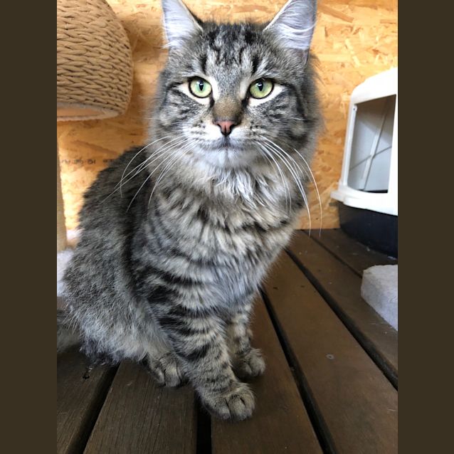 Photo of Major Meow