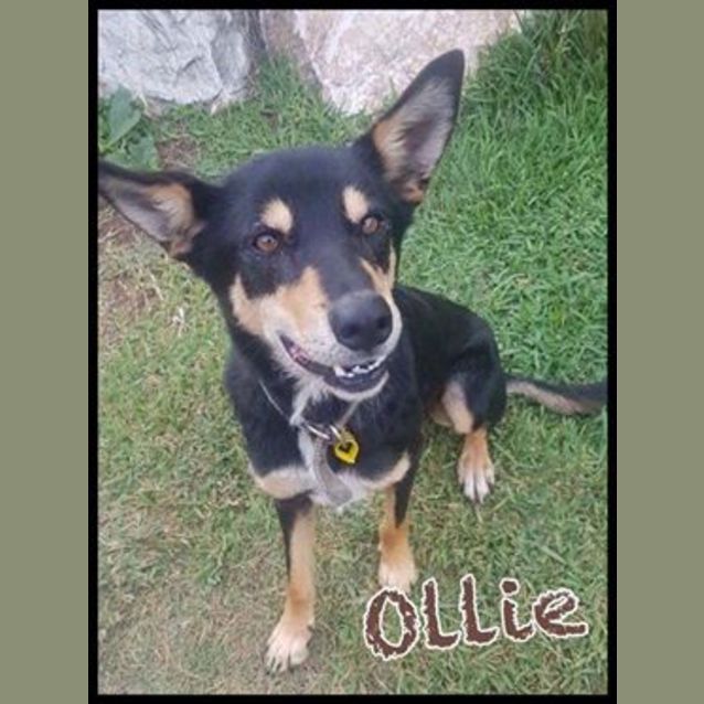 Photo of Ollie