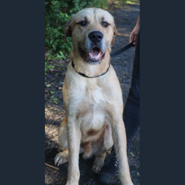 Photo of Hank
