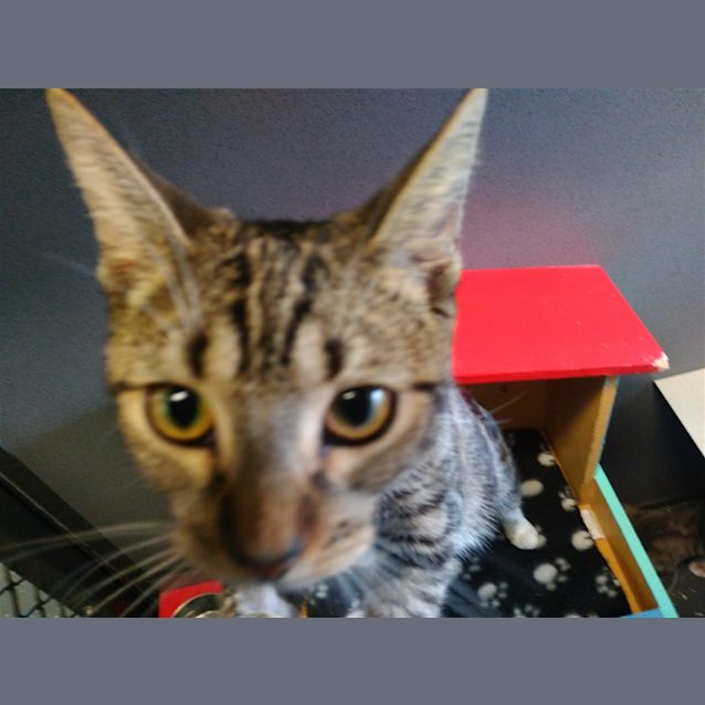 Photo of Clover