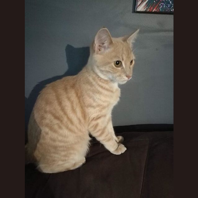 Photo of Chevy 