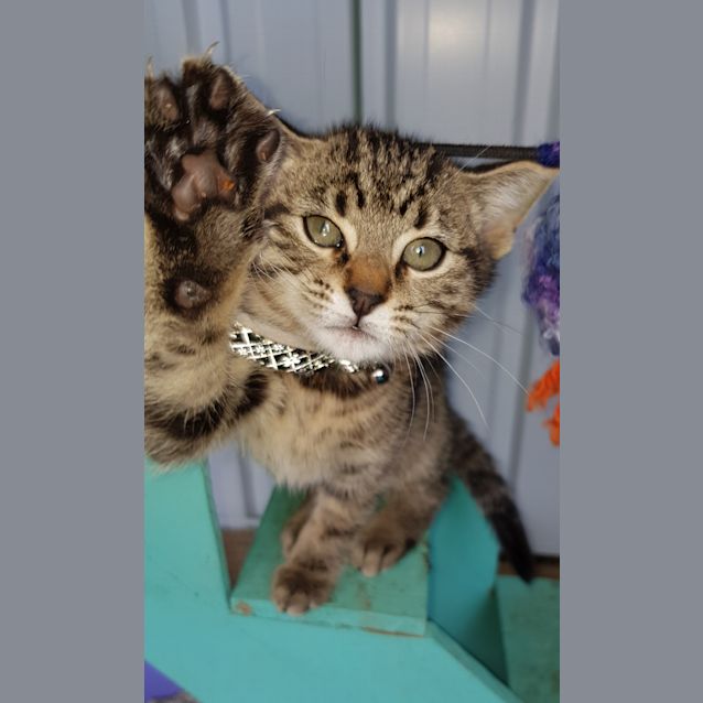 Photo of Papaya 