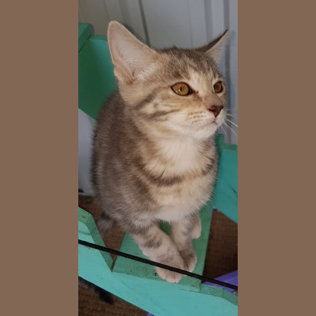 Photo of Cherry