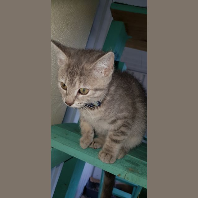 Photo of Clementine 