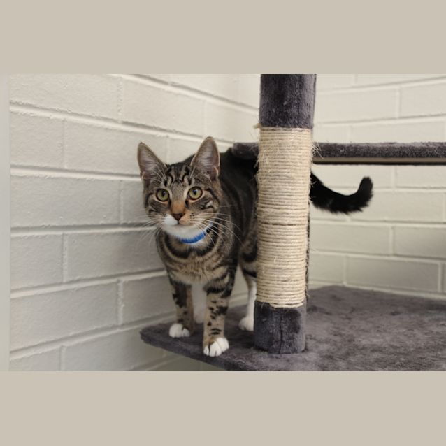 Photo of Morgan Aka Yanny (1815)