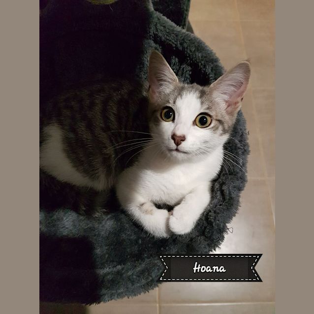 Photo of Hoana **2nd Chance Cat Rescue**