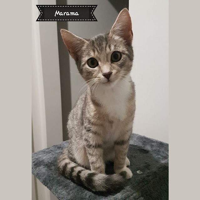 Photo of Marama **2nd Chance Cat Rescue**