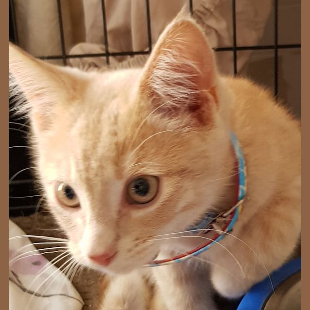 Photo of Apollo