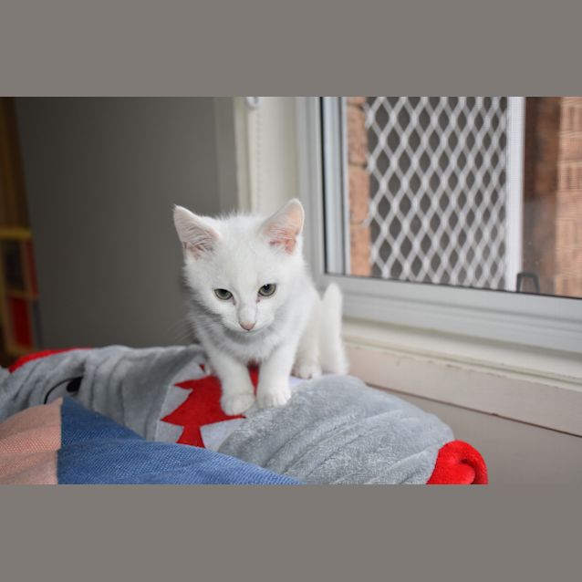 Photo of Luna