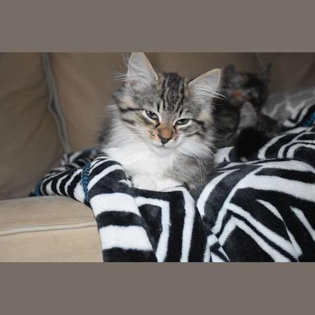Photo of Beanz