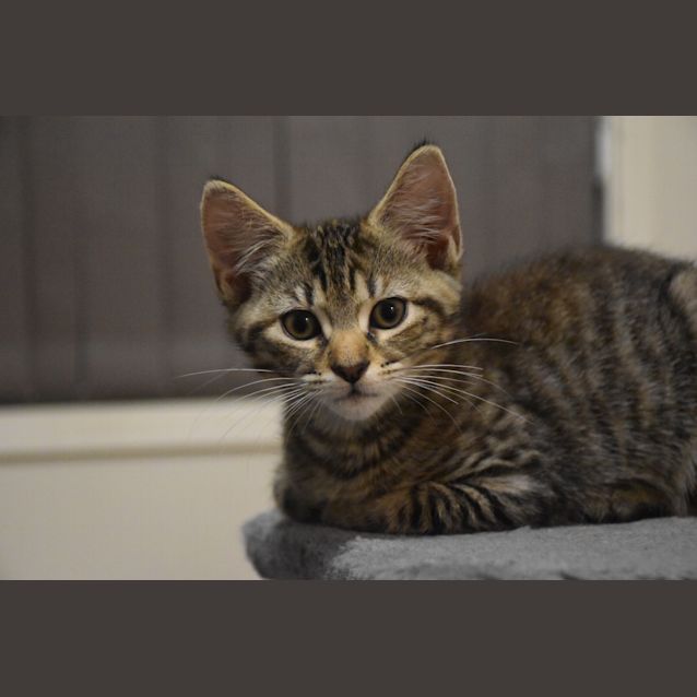Photo of Tiger