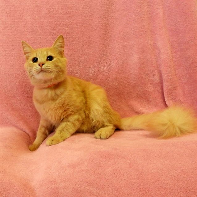 Photo of Gypsy