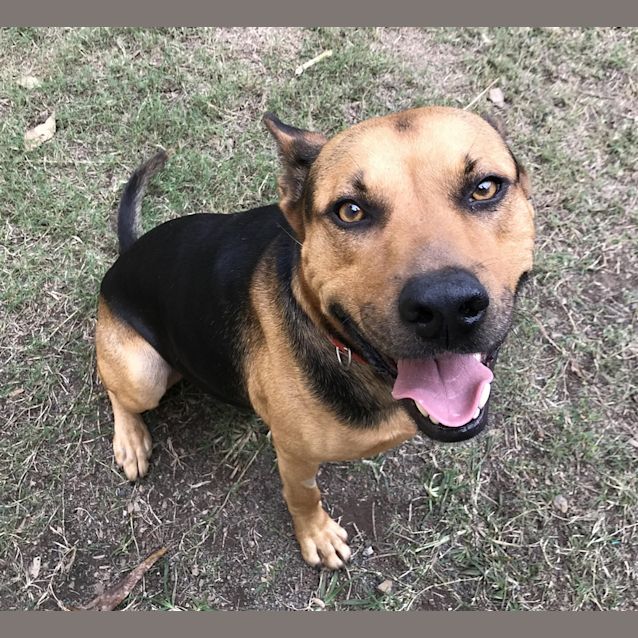 Photo of Sarge