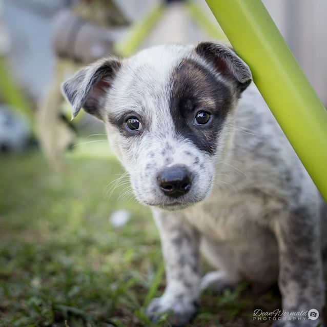 Photo of Blizzard ~ Cattle Dog X Puppy (On Trial 21/6/2018)