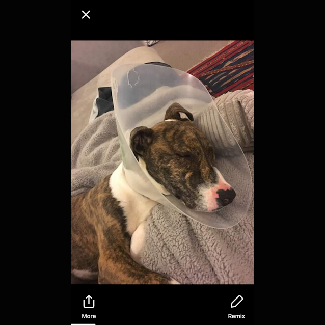 Photo of Luna