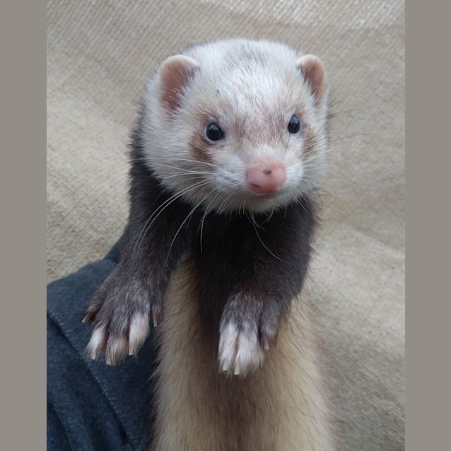 Photo of Sid 
