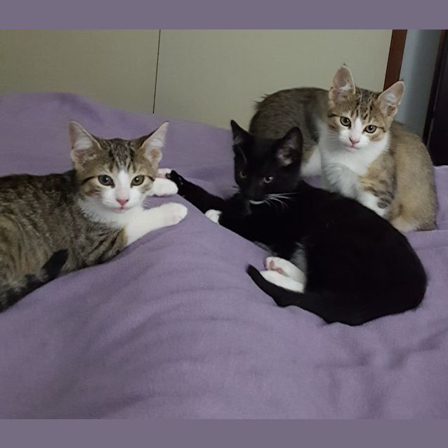 Photo of Magik ^^Dandy Cat Rescue^^