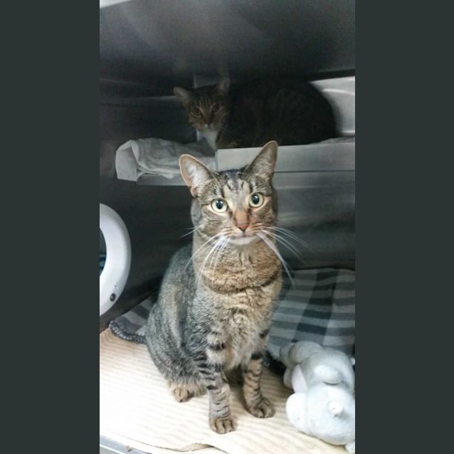 Photo of Ollie And Moo