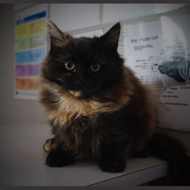 Photo of Popcorn