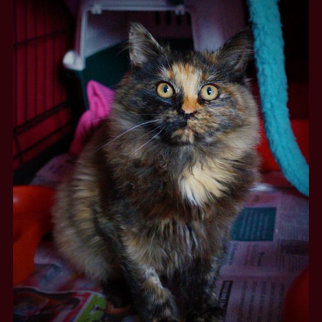 Photo of Patches