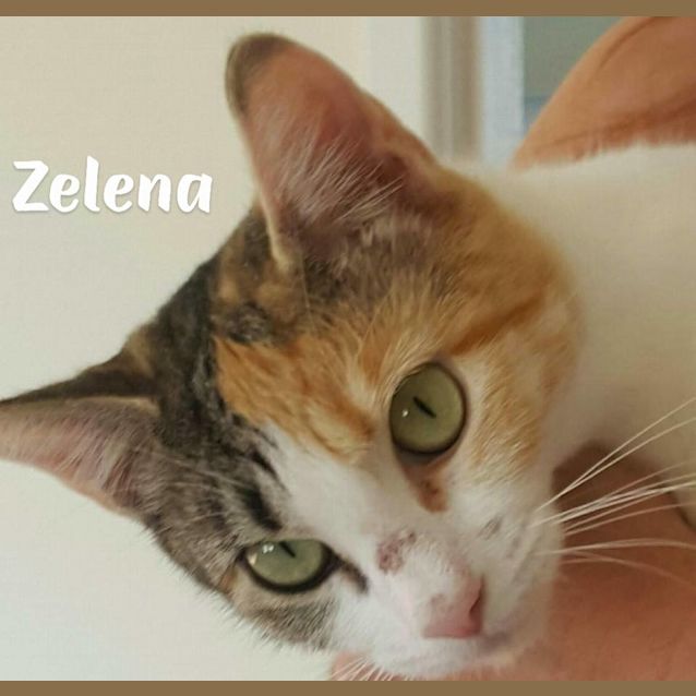Photo of Zelena 