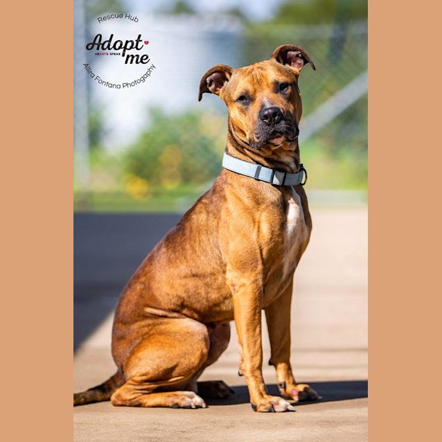 Photo of Snipper (Pcc 252)