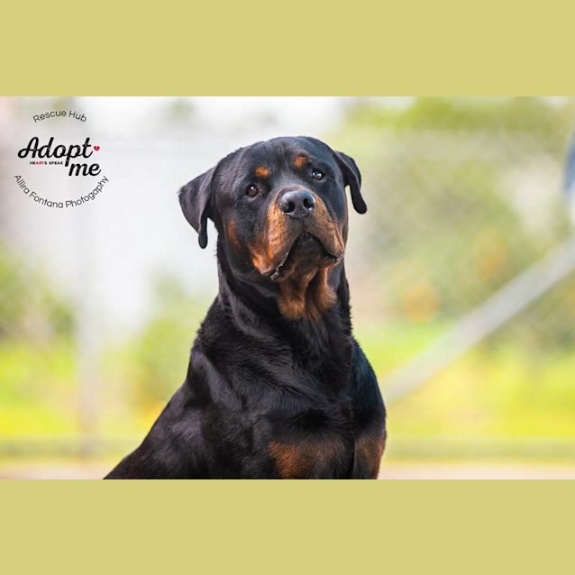 Photo of Duke (Pcc 237)