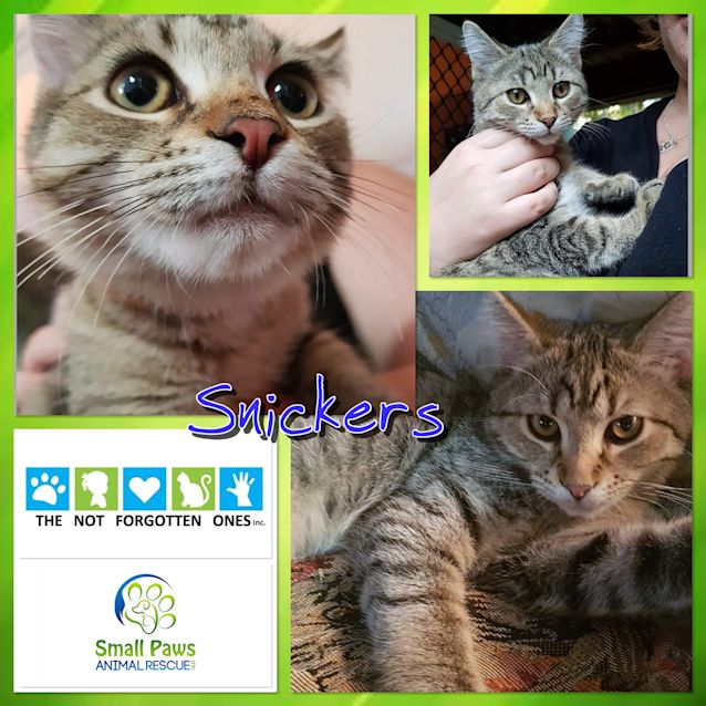 Photo of Snickers