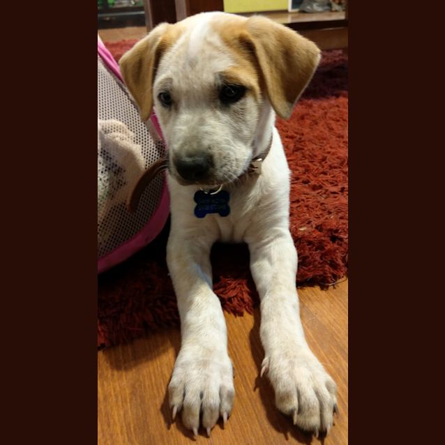 Photo of Luki The Loving Lad