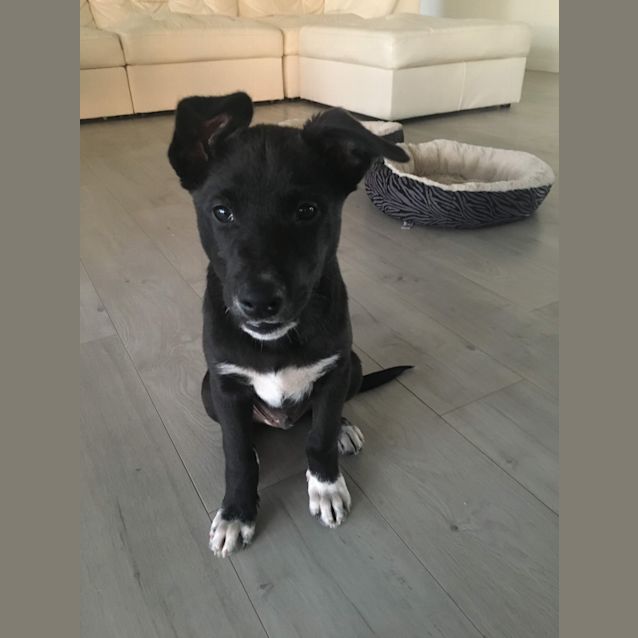 Photo of Soot 