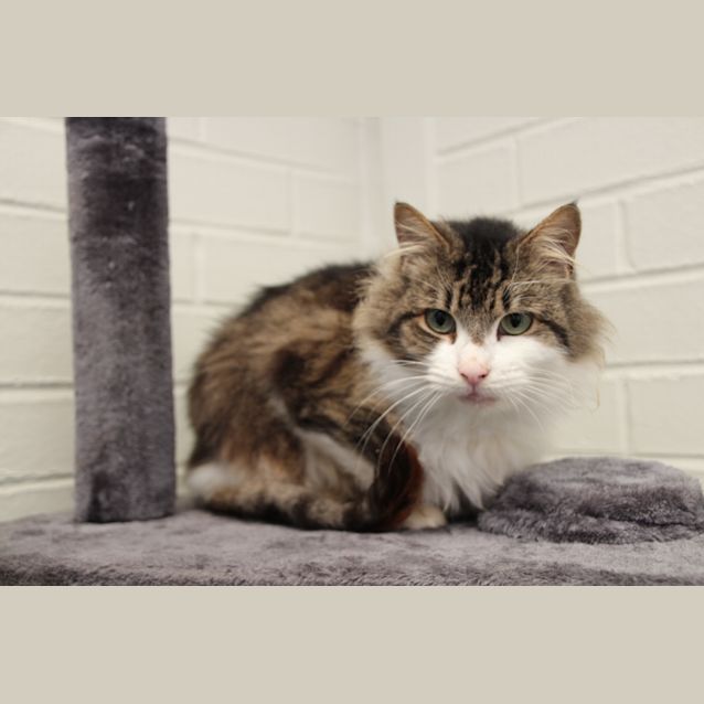 Photo of Romeo (2039)