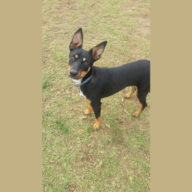 Photo of Rusty 