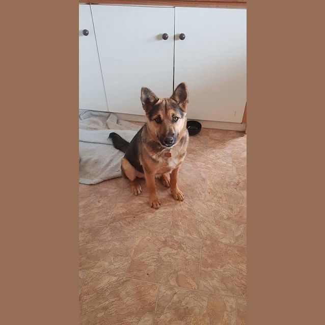 Photo of Rex
