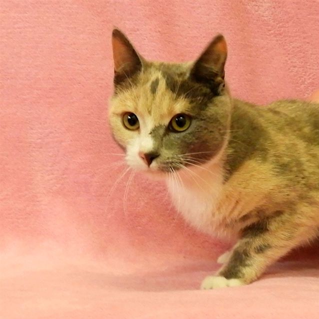 Photo of Diva