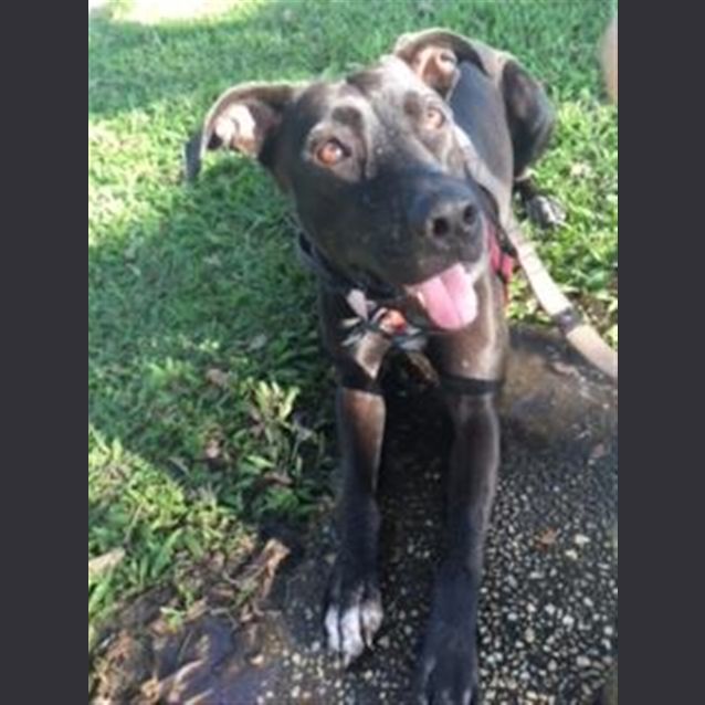 Photo of Harley