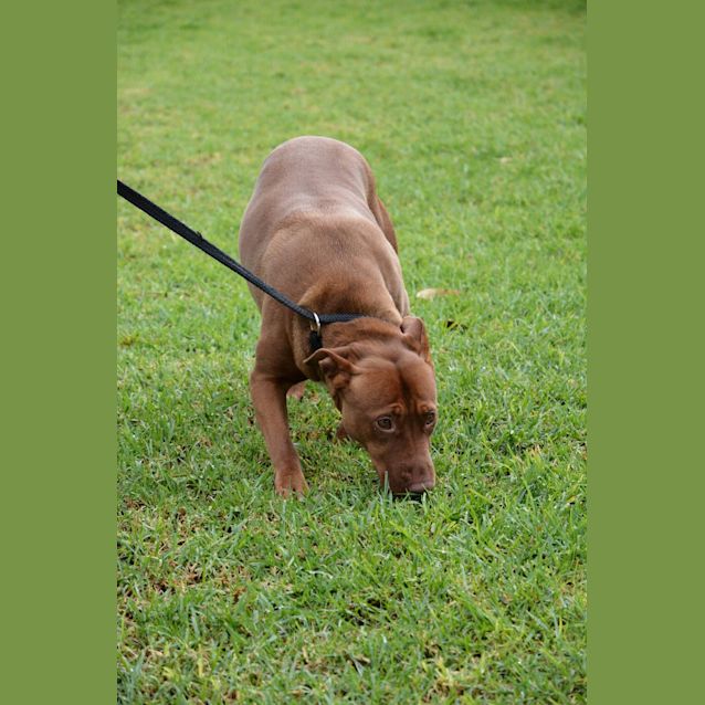 Photo of Honey Dl1931