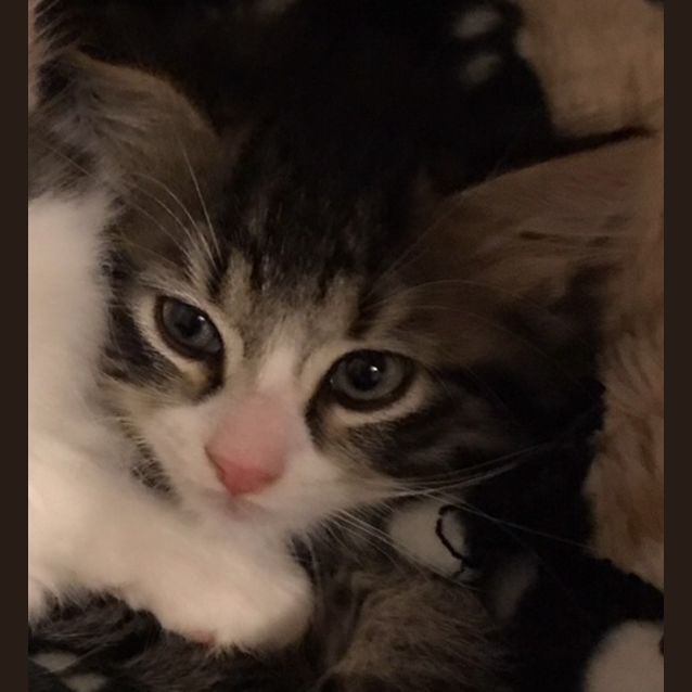 Photo of Shiro **2nd Chance Cat Rescue**