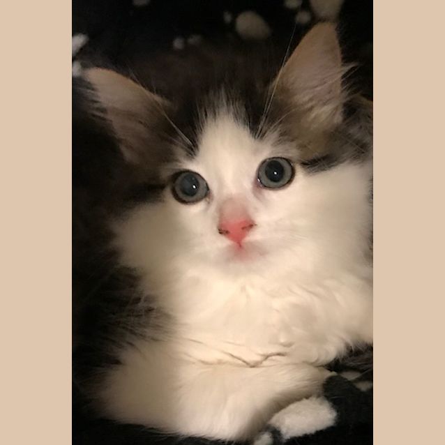 Photo of Kuro **2nd Chance Cat Rescue**