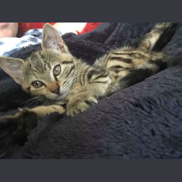 Photo of Bindi ~ Kitten (On Trial 17/6/2018)