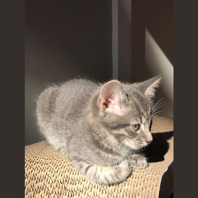 Photo of Daisy