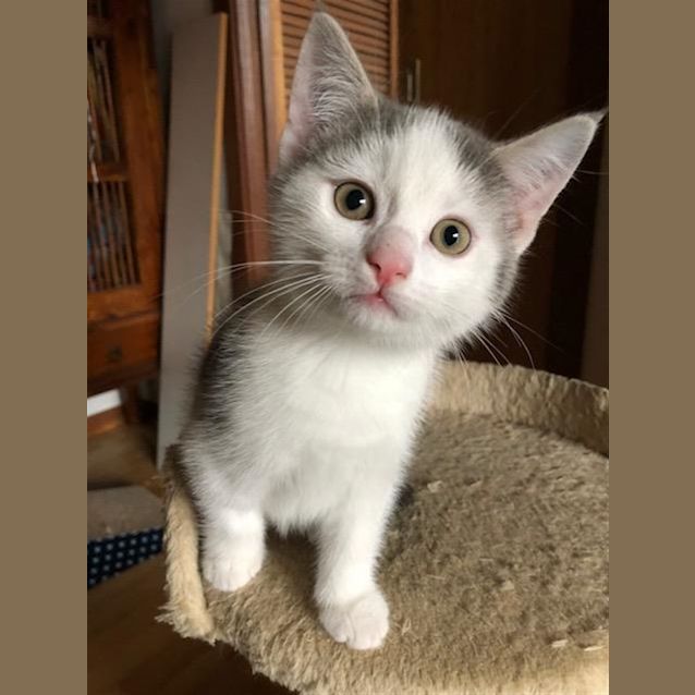 Photo of Felix