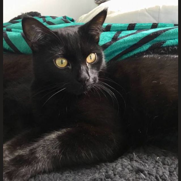 Photo of Voodoo