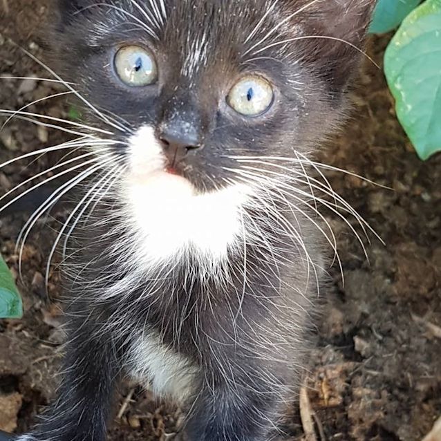 Photo of Laney C1426   On Trial 23/05/18