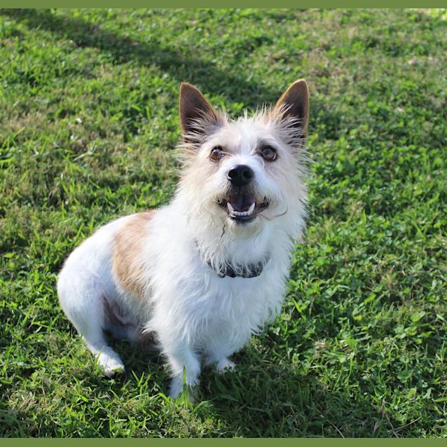 Photo of Muffin