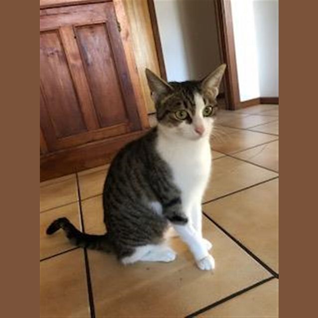 Photo of Piper