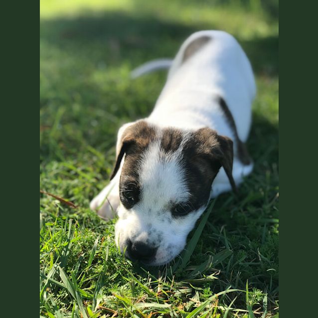 Photo of Pepper
