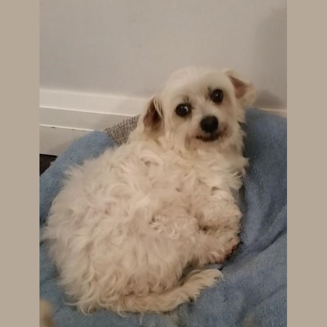 Photo of Poppy