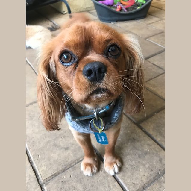 Photo of Charly 